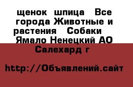 щенок  шпица - Все города Животные и растения » Собаки   . Ямало-Ненецкий АО,Салехард г.